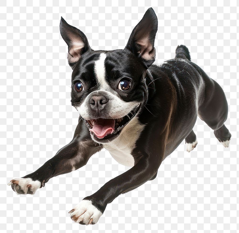 PNG Boston terrier running bulldog animal canine.