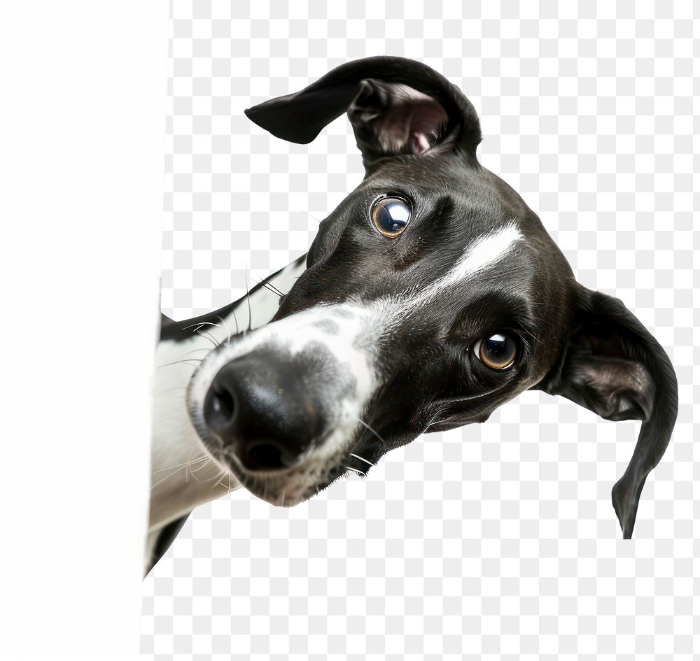 PNG Greyhounds dog greyhound animal.