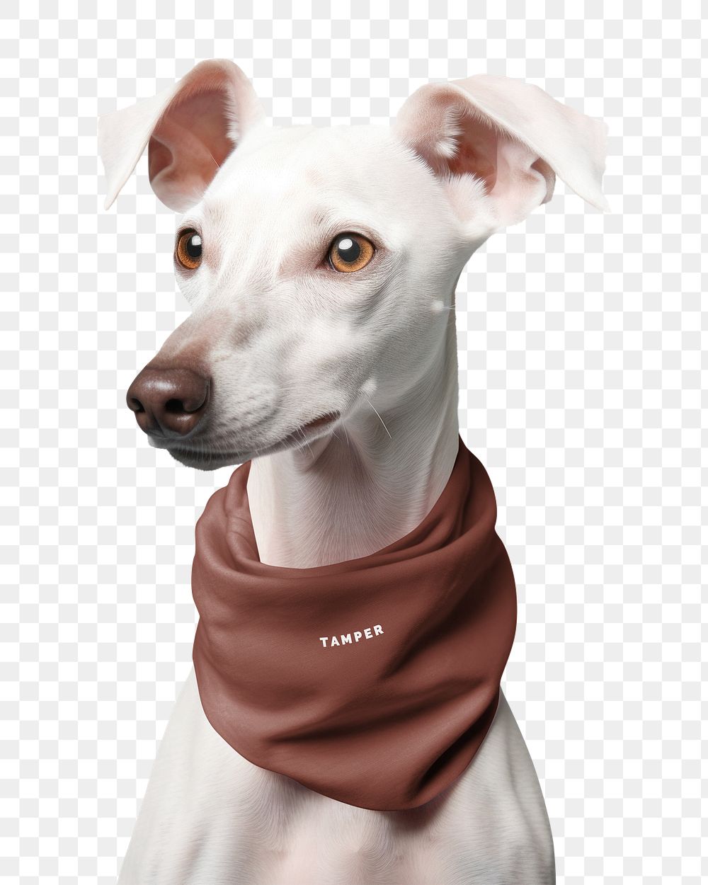PNG White dog with brown bandana, transparent background