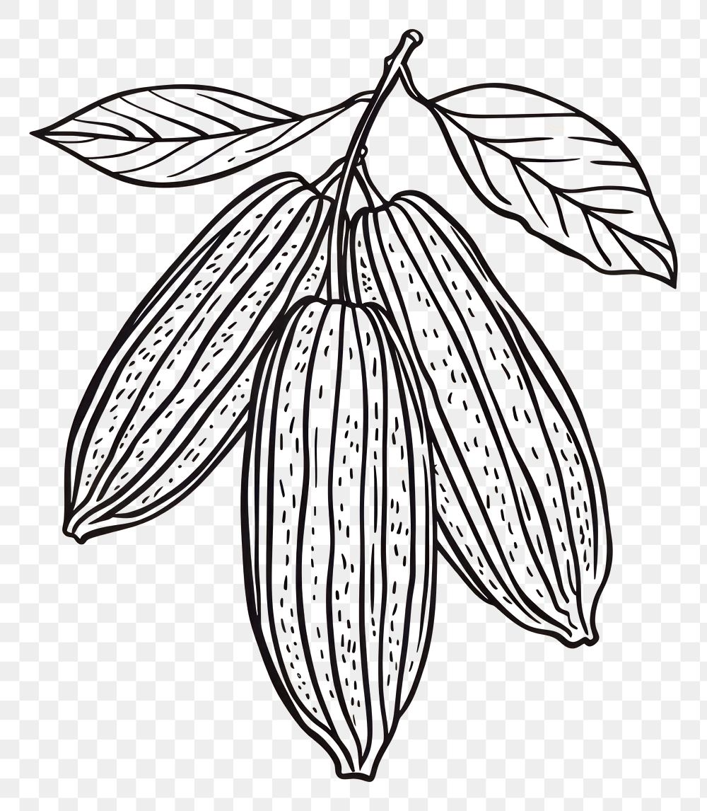 PNG Cacao plant sketch drawing line.