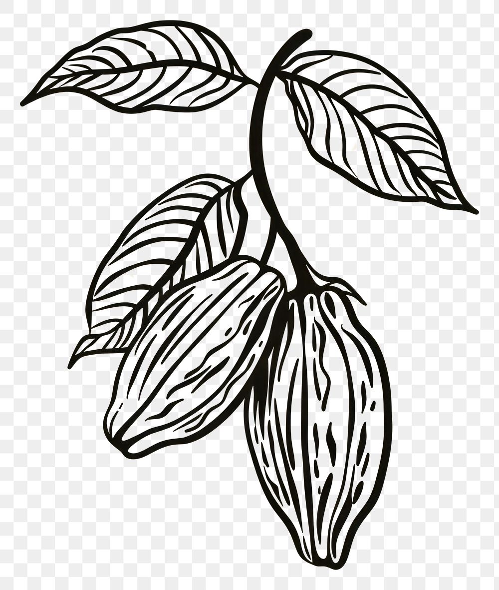 PNG Cacao plant sketch drawing leaf.