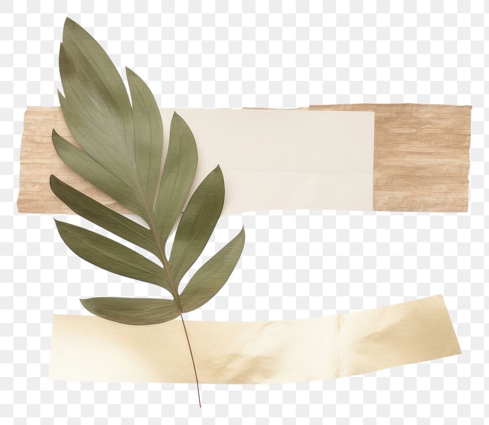 PNG Abstract palm leaves jacuzzi plant leaf.
