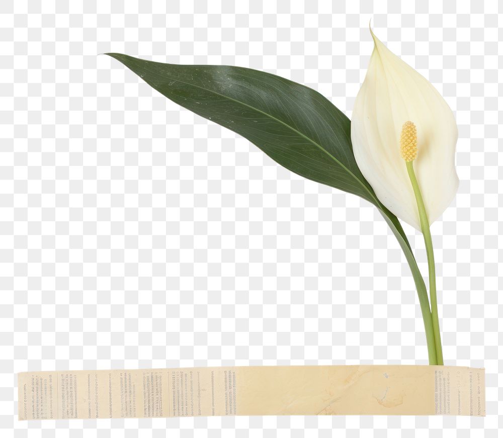 PNG Peace lily blossom araceae flower.