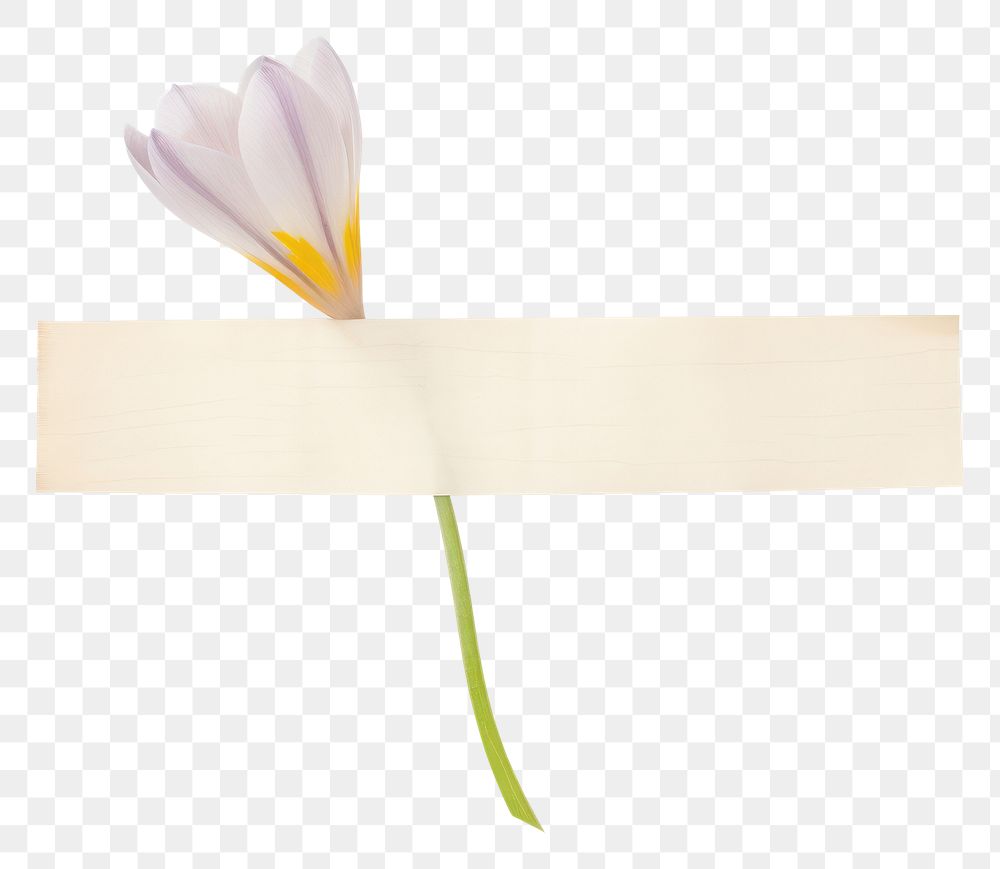 PNG Crocus appliance blossom flower.