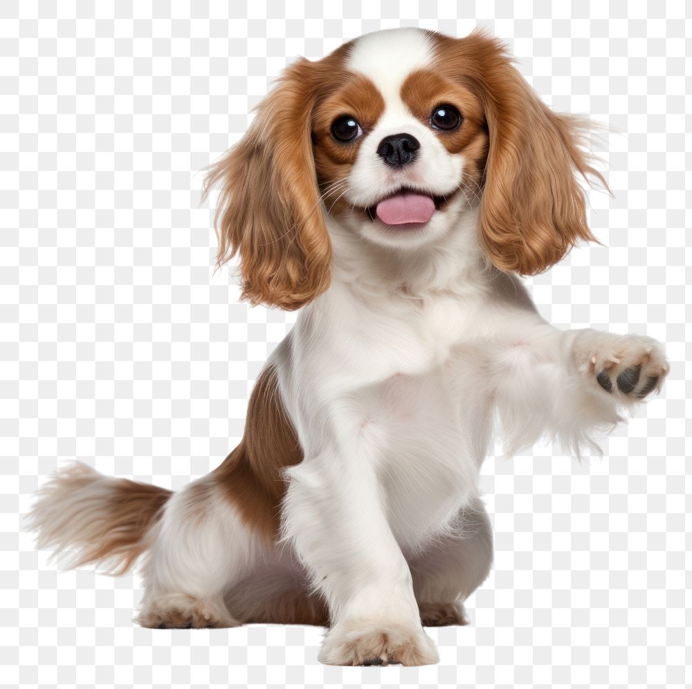 PNG Happy smiling dancing Cavalier King Charles Spaniel spaniel animal mammal