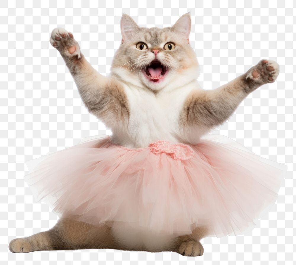 PNG Chartreaux cat dancing portrait mammal.
