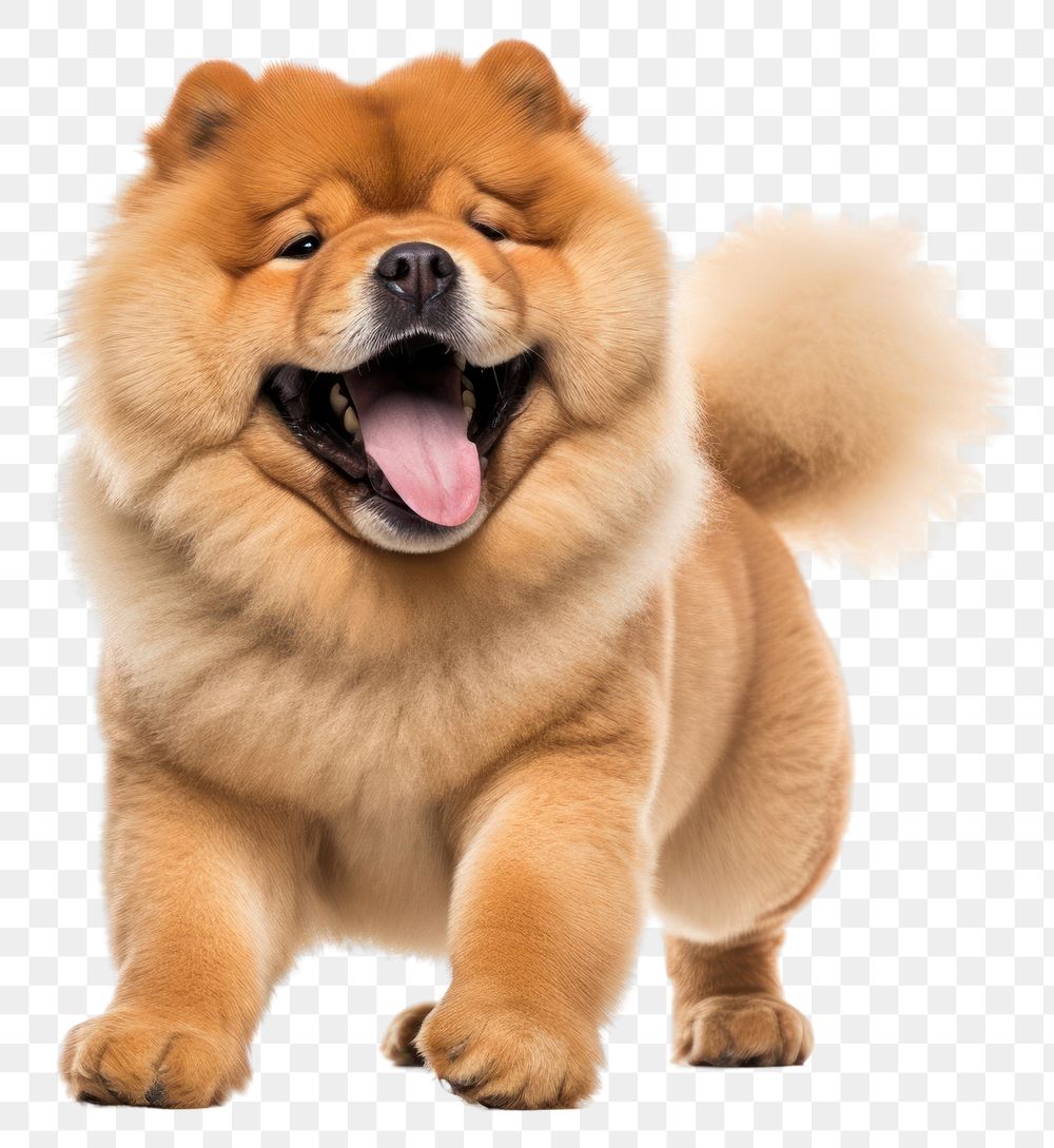 PNG Happy smiling dancing chow chow mammal animal dog.
