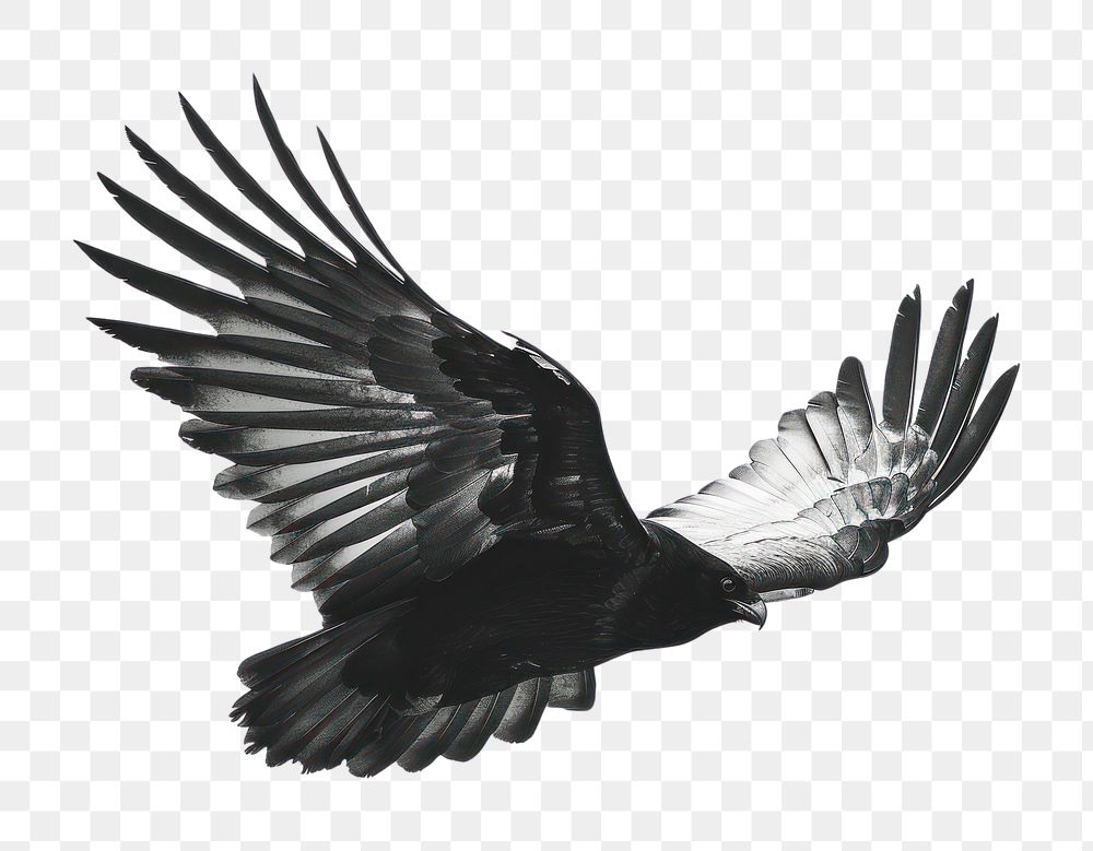 PNG Hand drawn wing vulture animal flying.