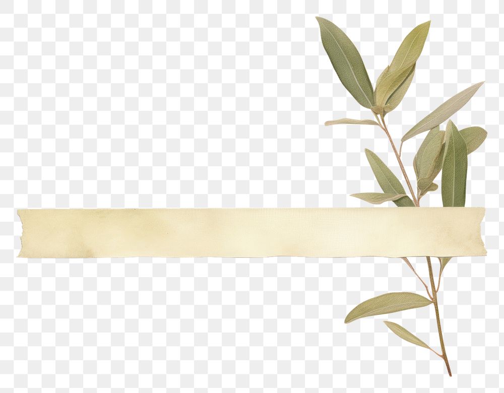 PNG Olive leaf plant paper white background