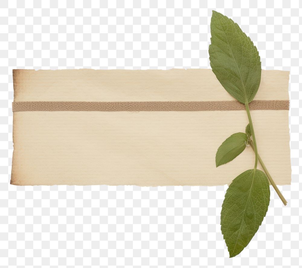 PNG Mint leaf plant paper white background.