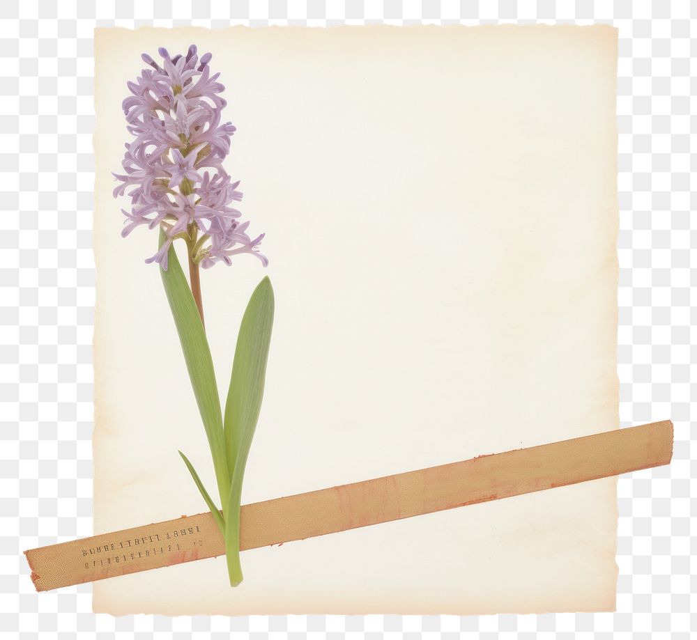 PNG Hyacinth blossom flower plant