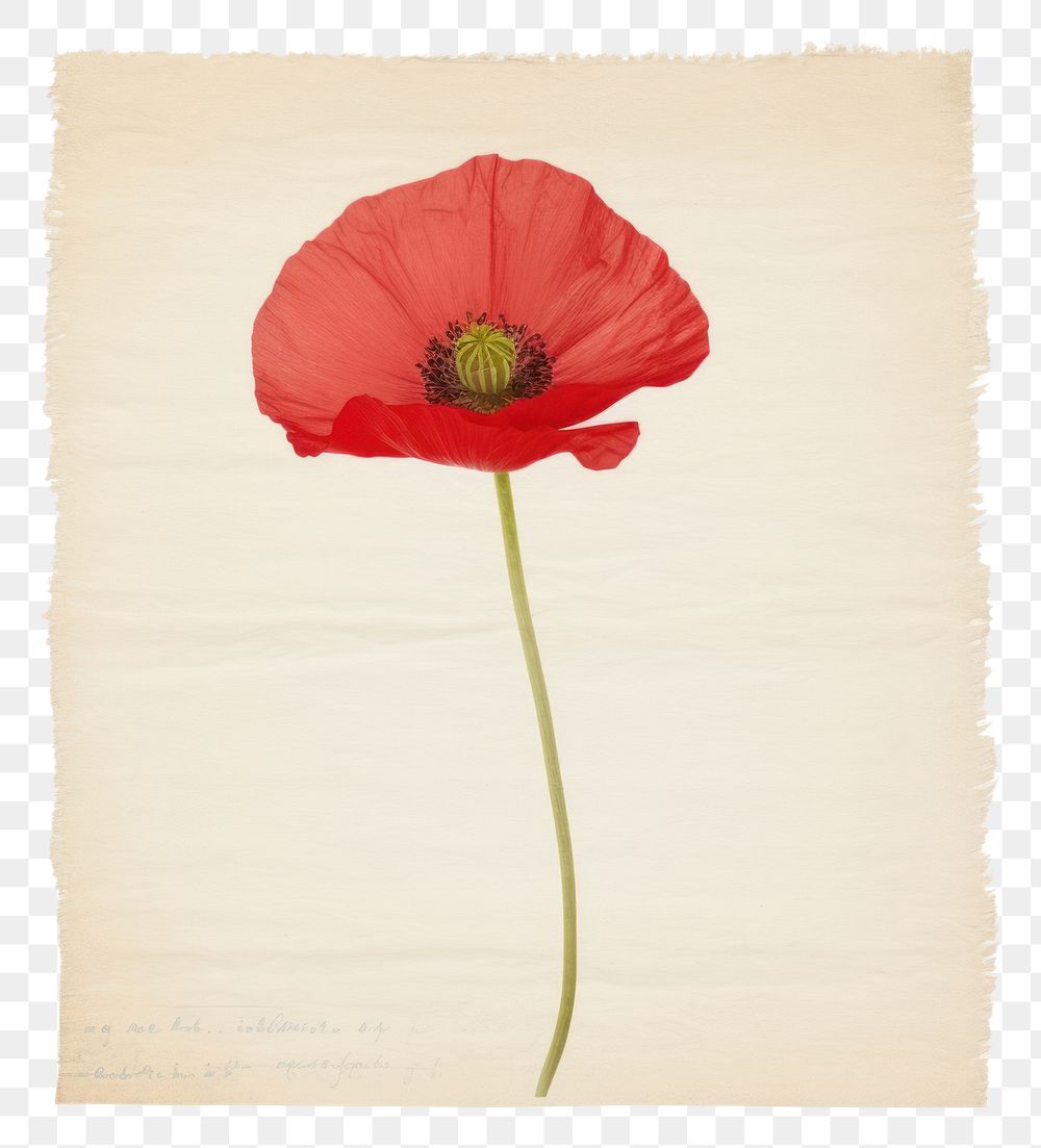 PNG Poppy flower petal plant paper.