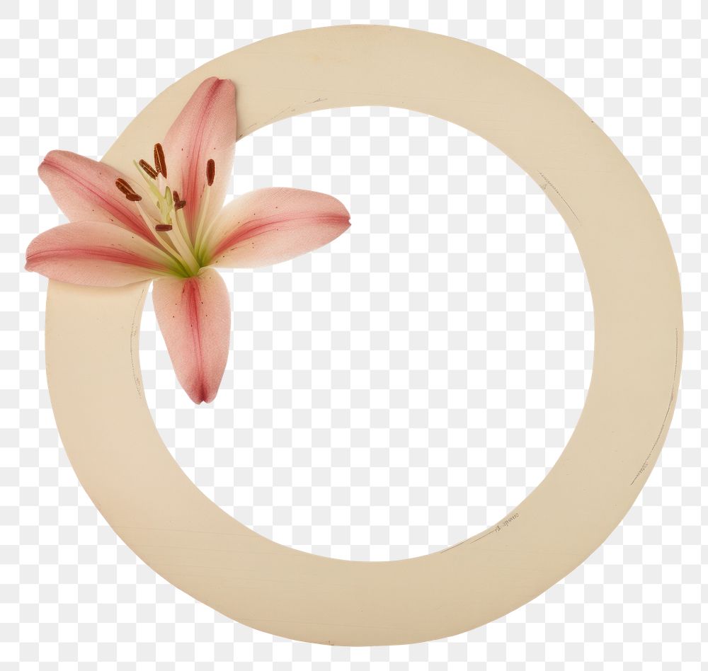 PNG Lily flower petal plant white background.