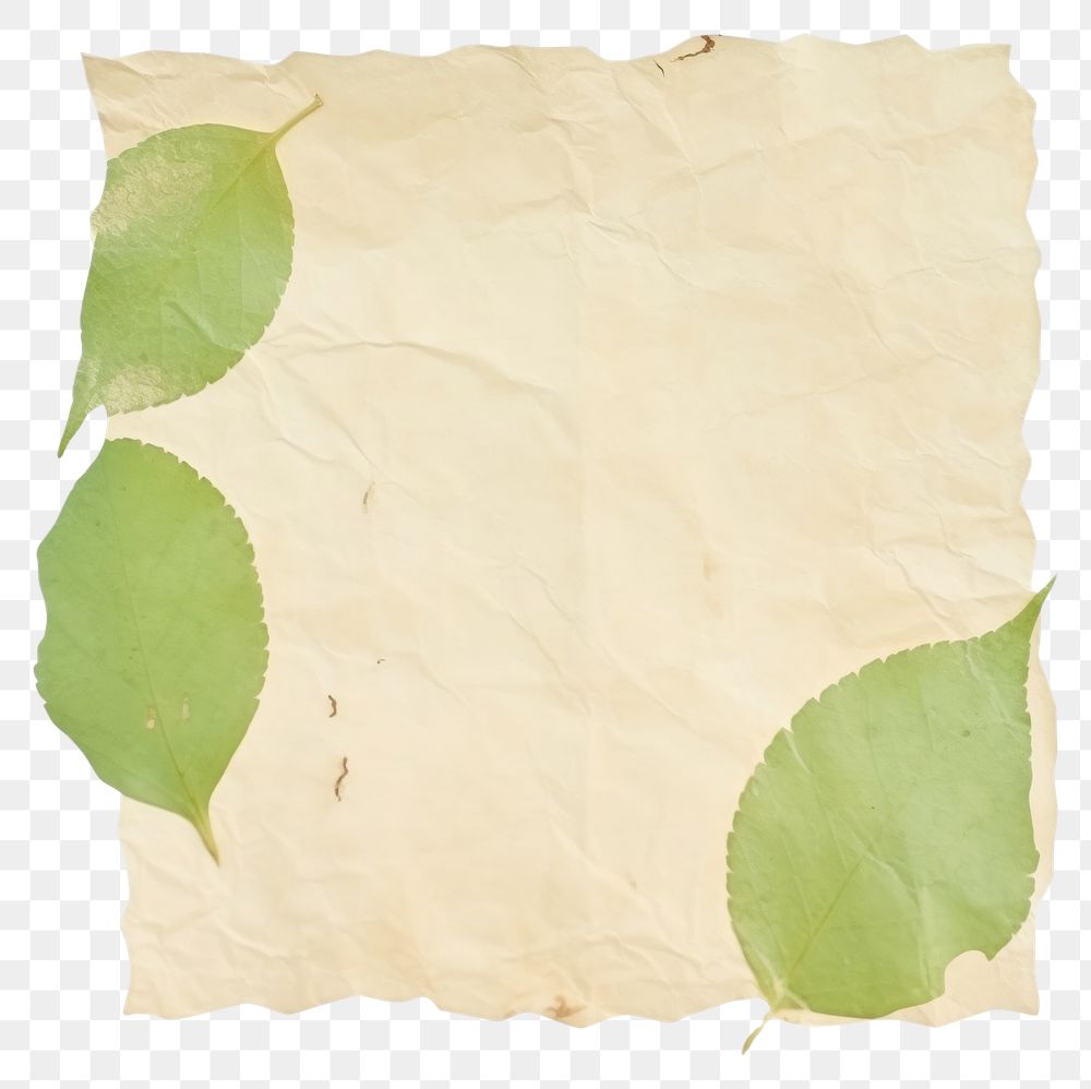 PNG Green leaves ripped paper backgrounds plant leaf.
