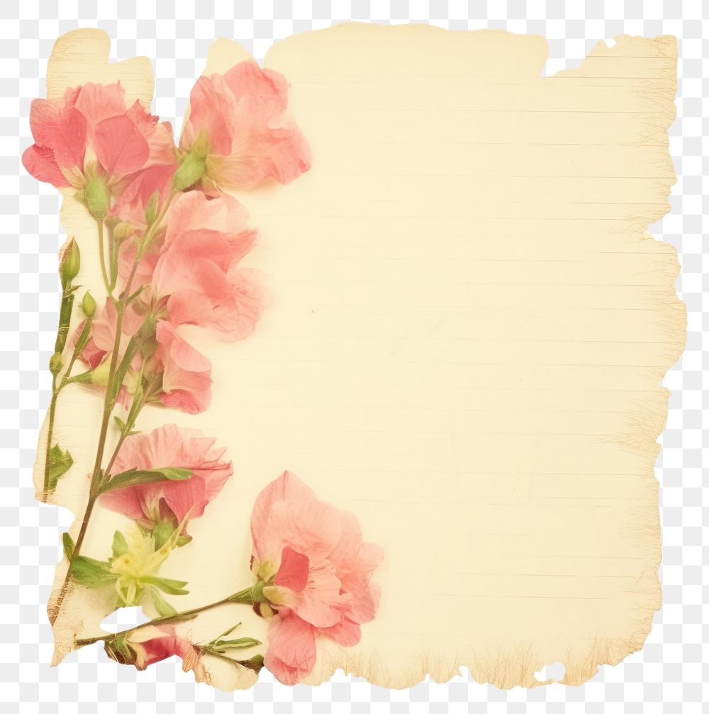 PNG Pink flowers on ripped paper pattern petal plant.