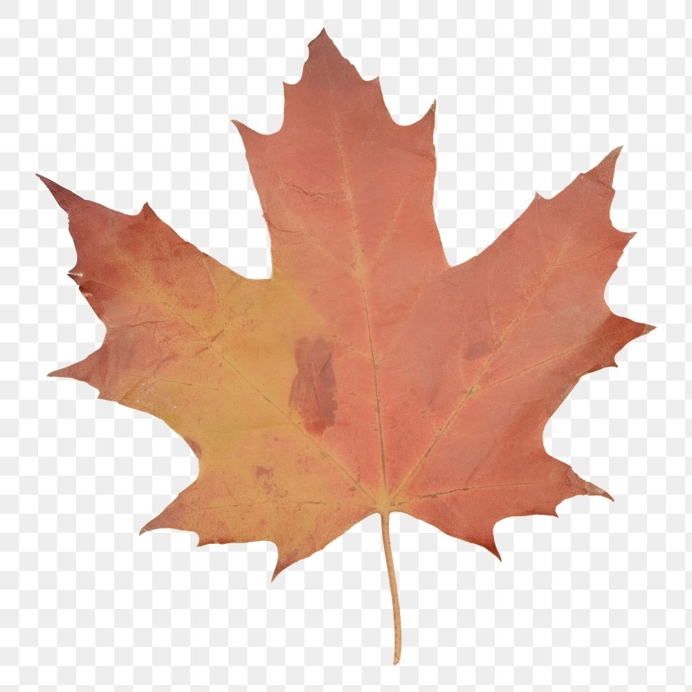 PNG Maple leaf ripped paper backgrounds plant tree.