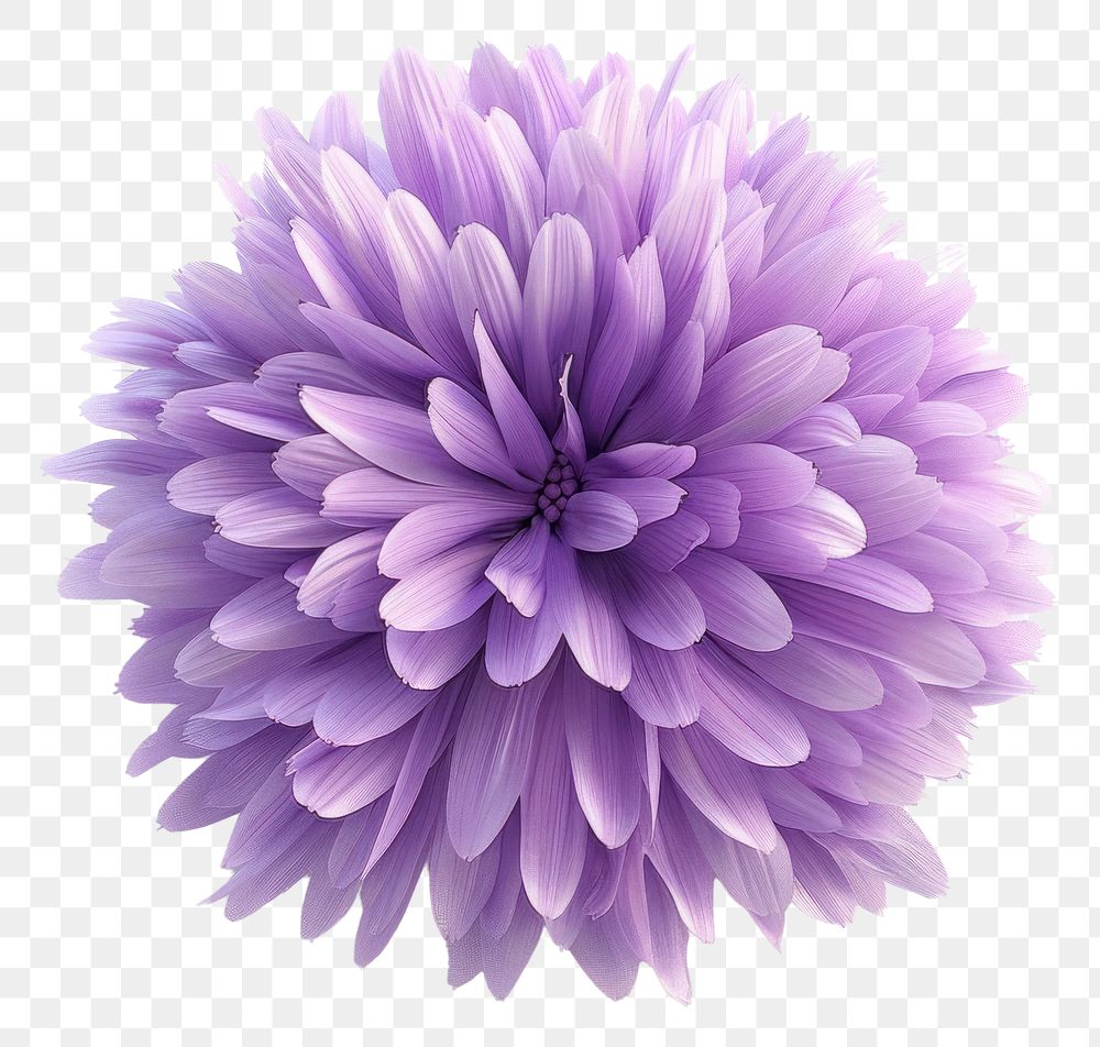 PNG 3d render of aster flower fur fluffy dahlia purple plant