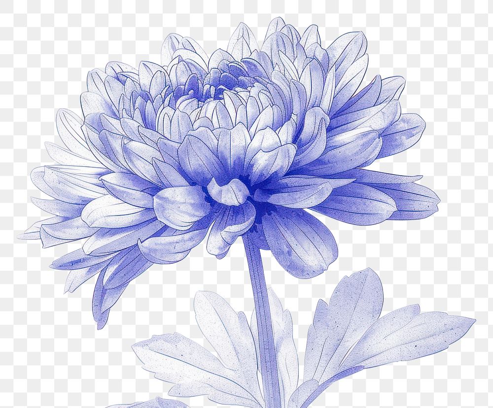 PNG Aster flower risograph style drawing dahlia sketch.