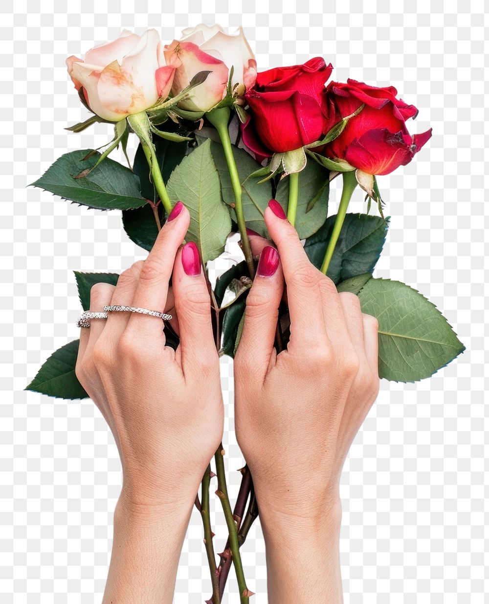 PNG Woman hands holding roses flower finger plant.
