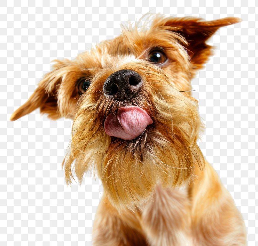 PNG Terrier dog Licking face terrier portrait mammal.