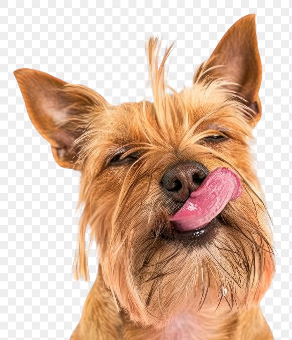 PNG Terrier dog Licking face terrier portrait mammal.