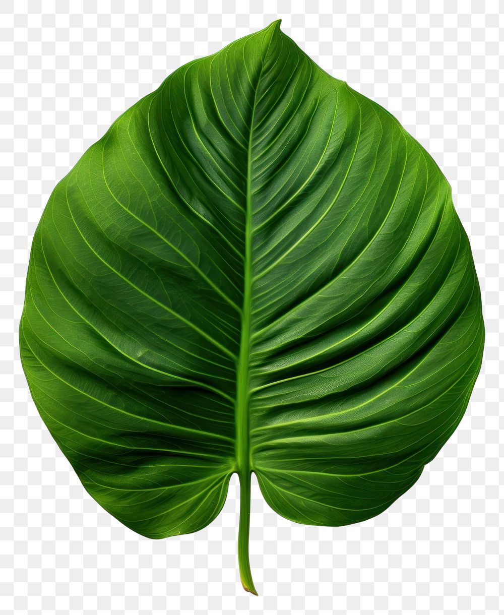 PNG Tropical leave plant green leaf