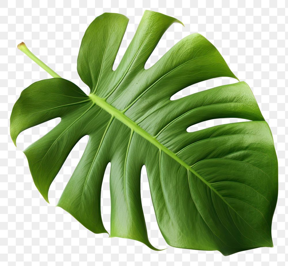 PNG Tropical leave plant leaf white background