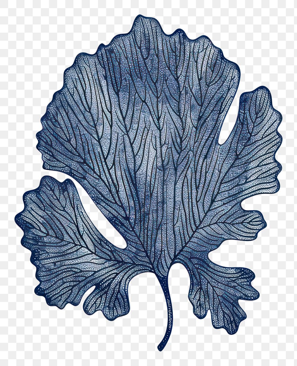 PNG Antique of coral leaf sketch drawing plant