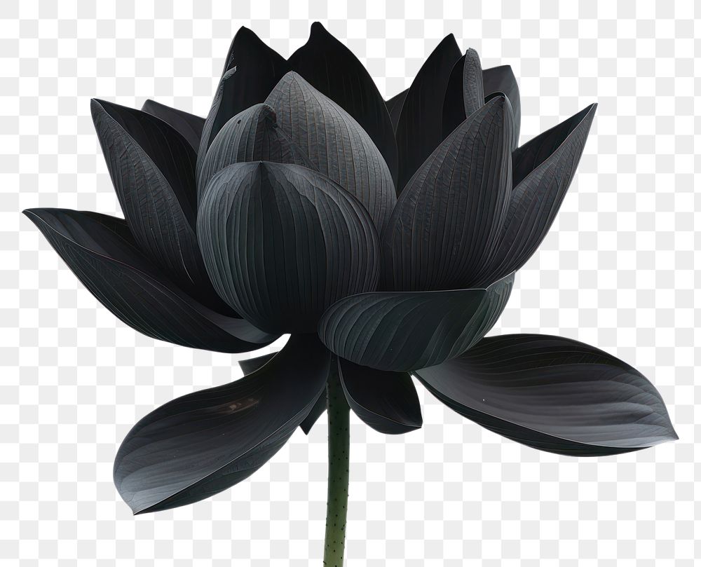 PNG Black lotus flower petal plant.