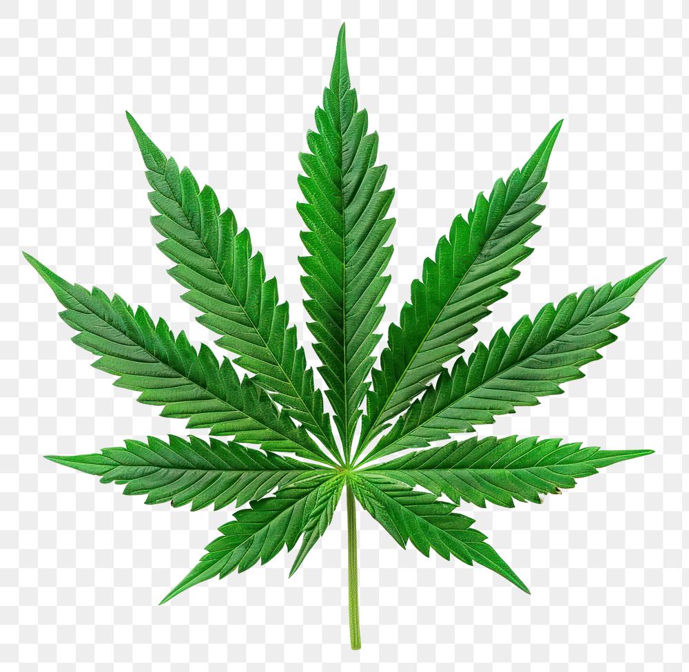 Green cannabis leaves plant green herbs