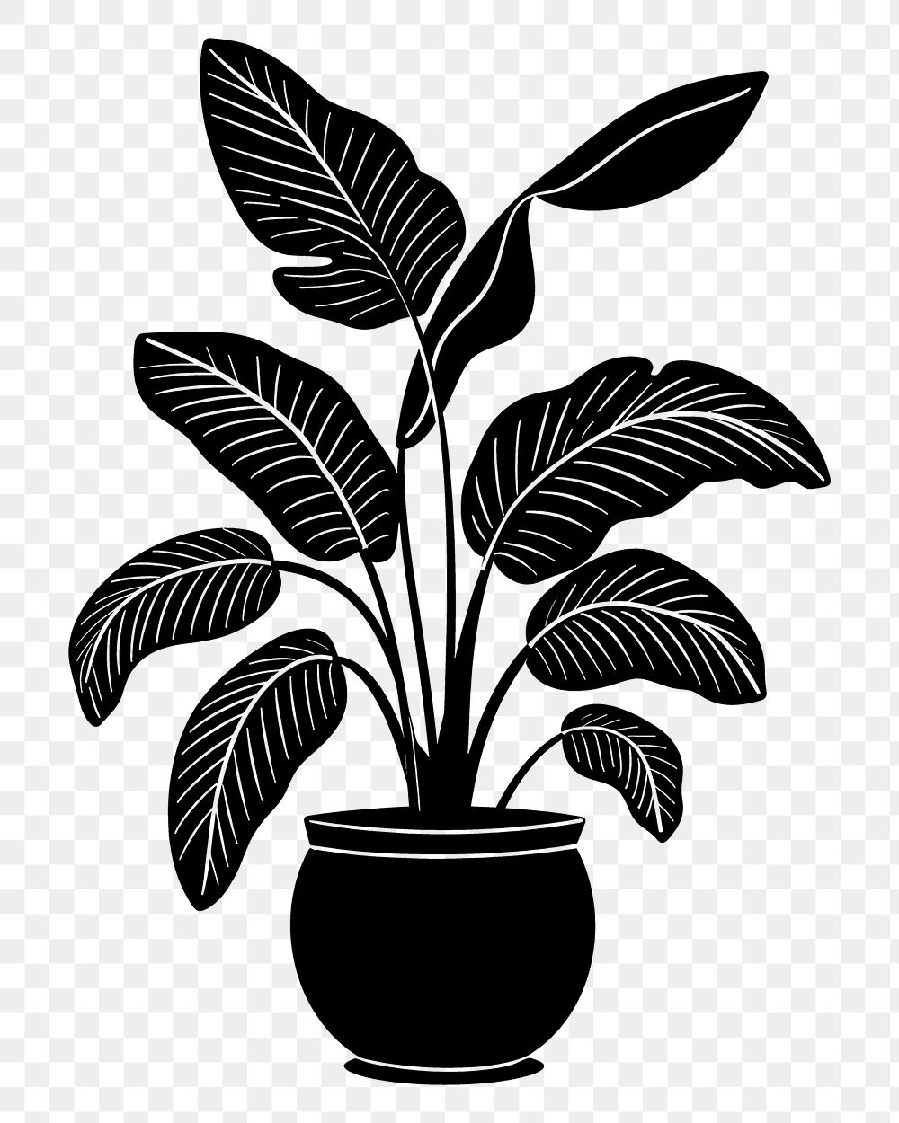 PNG Plant black leaf houseplant.