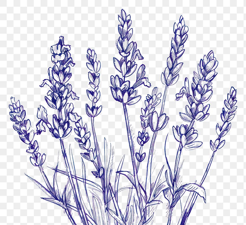 PNG Vintage drawing lavender flowers sketch plant agriculture.