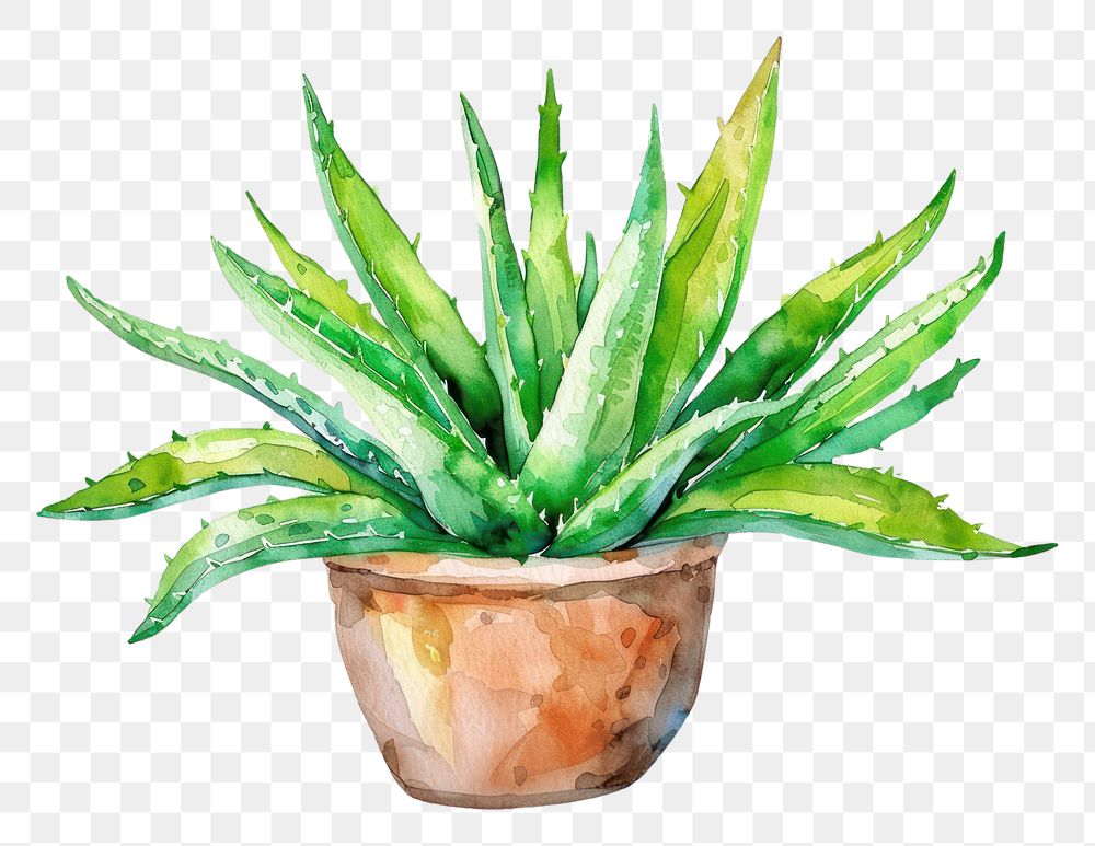 PNG Aloe Plant plant aloe xanthorrhoeaceae.