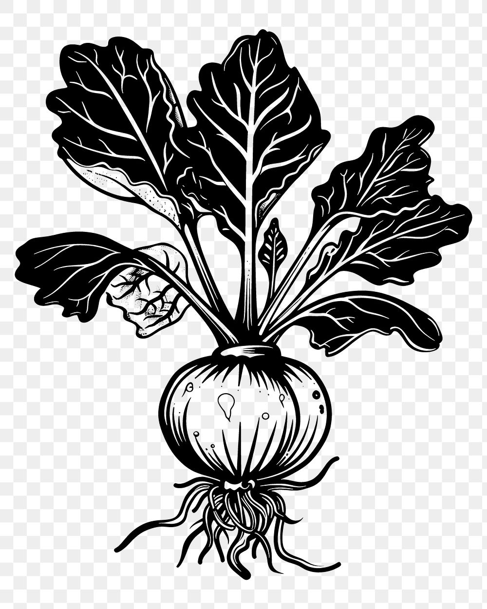 PNG Vegetable drawing sketch plant.
