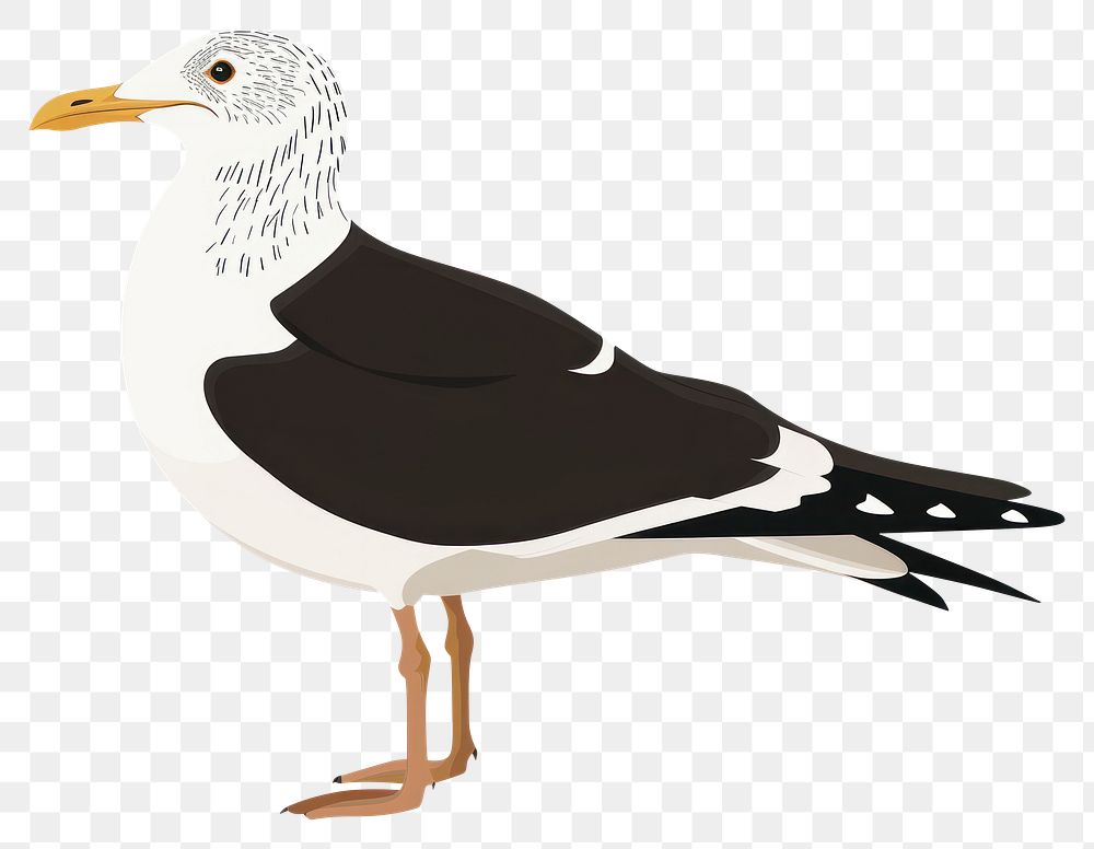 PNG Seagull bird silhouette clip art animal white beak.