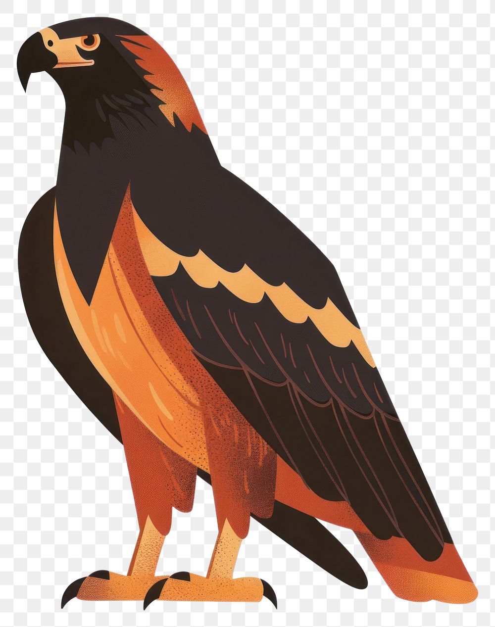 PNG  Eagle vulture animal beak.
