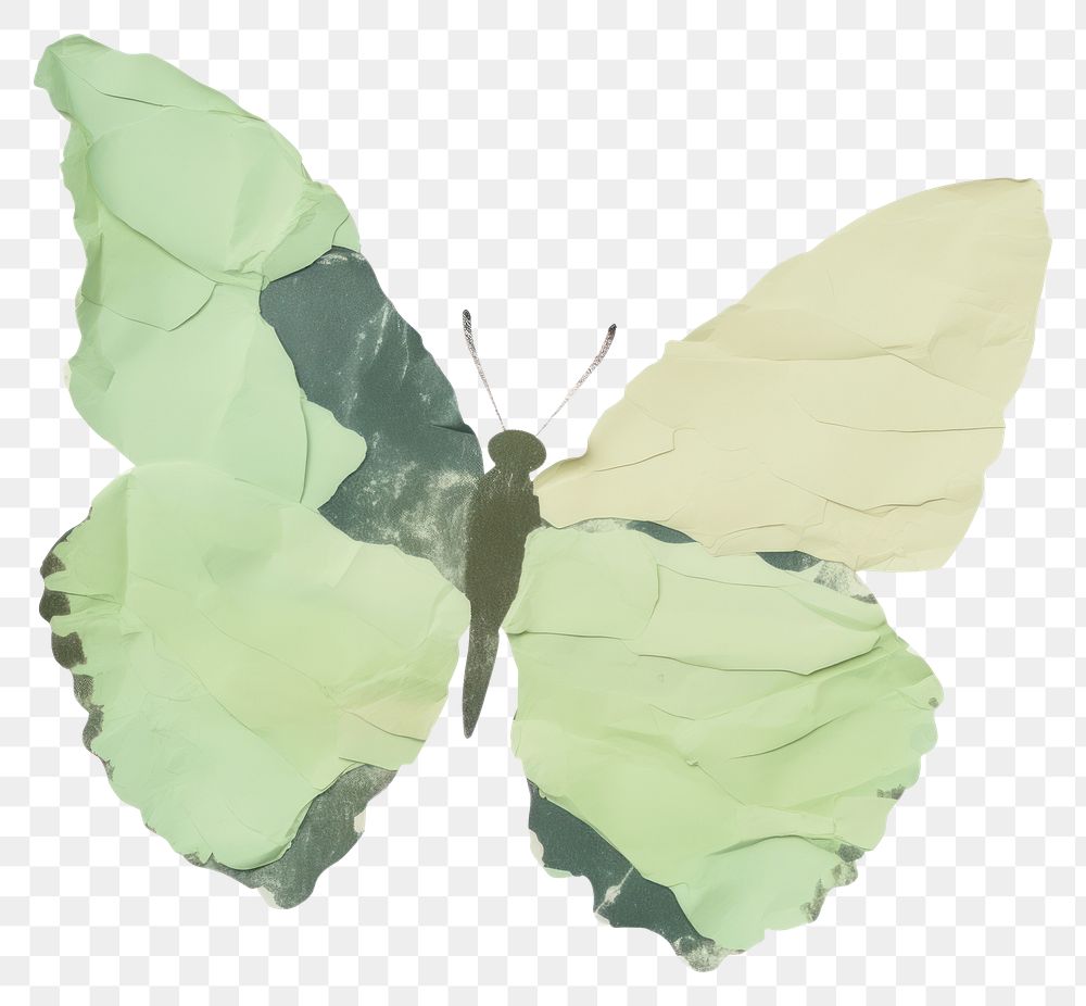 PNG Butterfly shape ripped paper invertebrate person animal