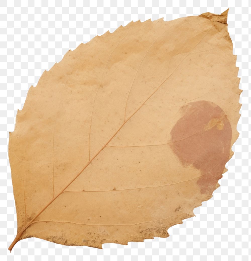 PNG Leaf shape ripped paper jacuzzi plant tree.