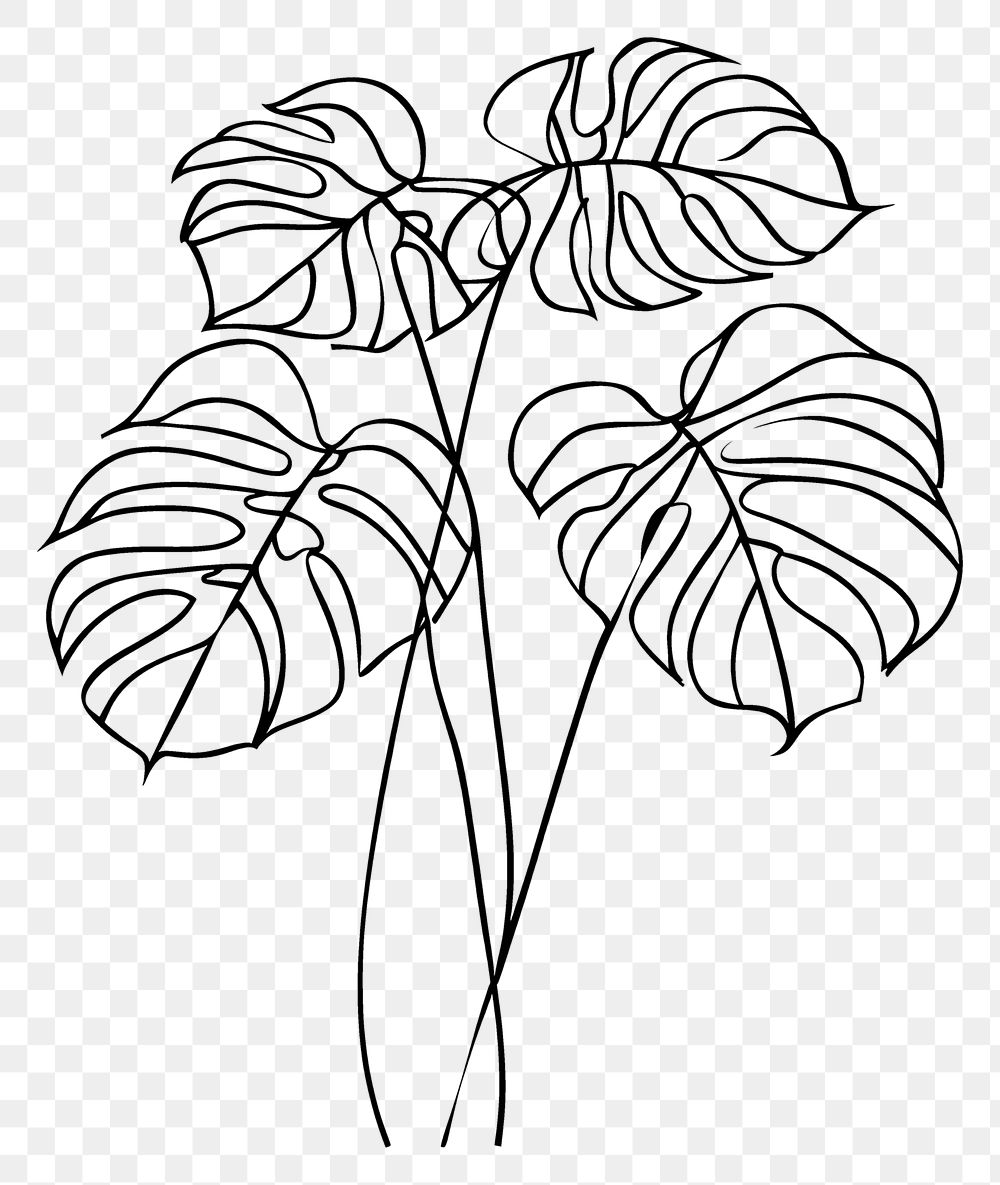 PNG Monstera illustrated drawing sketch.