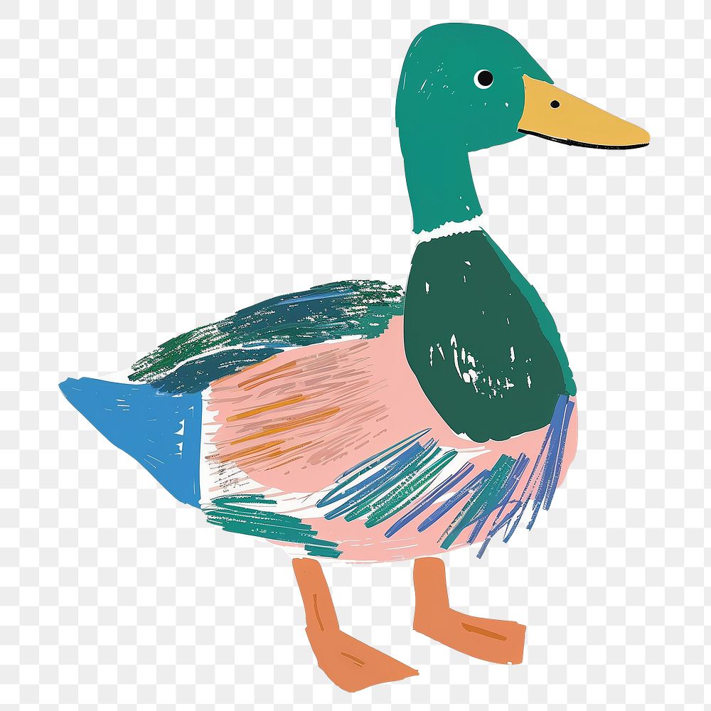 Mallard duck png cute animal, transparent background