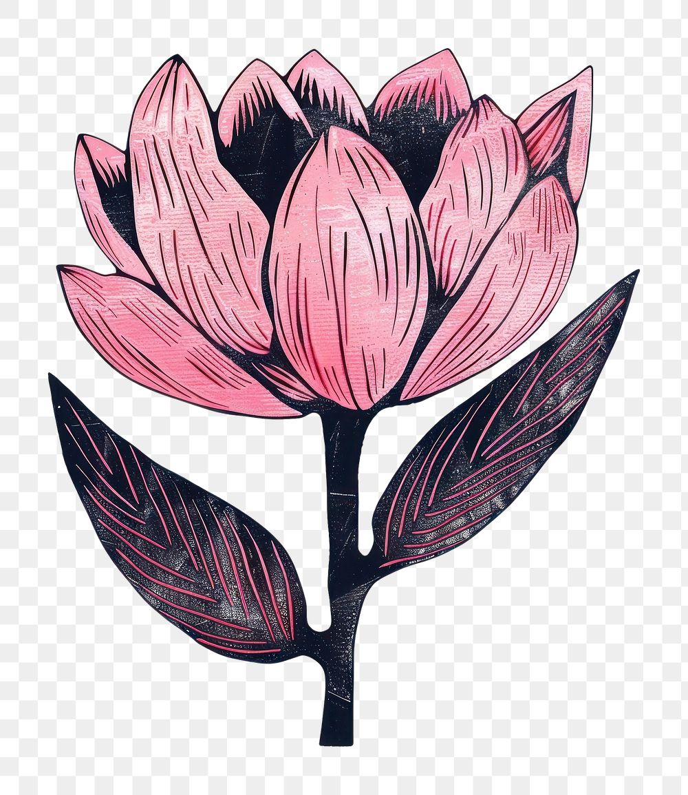 PNG Pink flower illustrated blossom drawing.