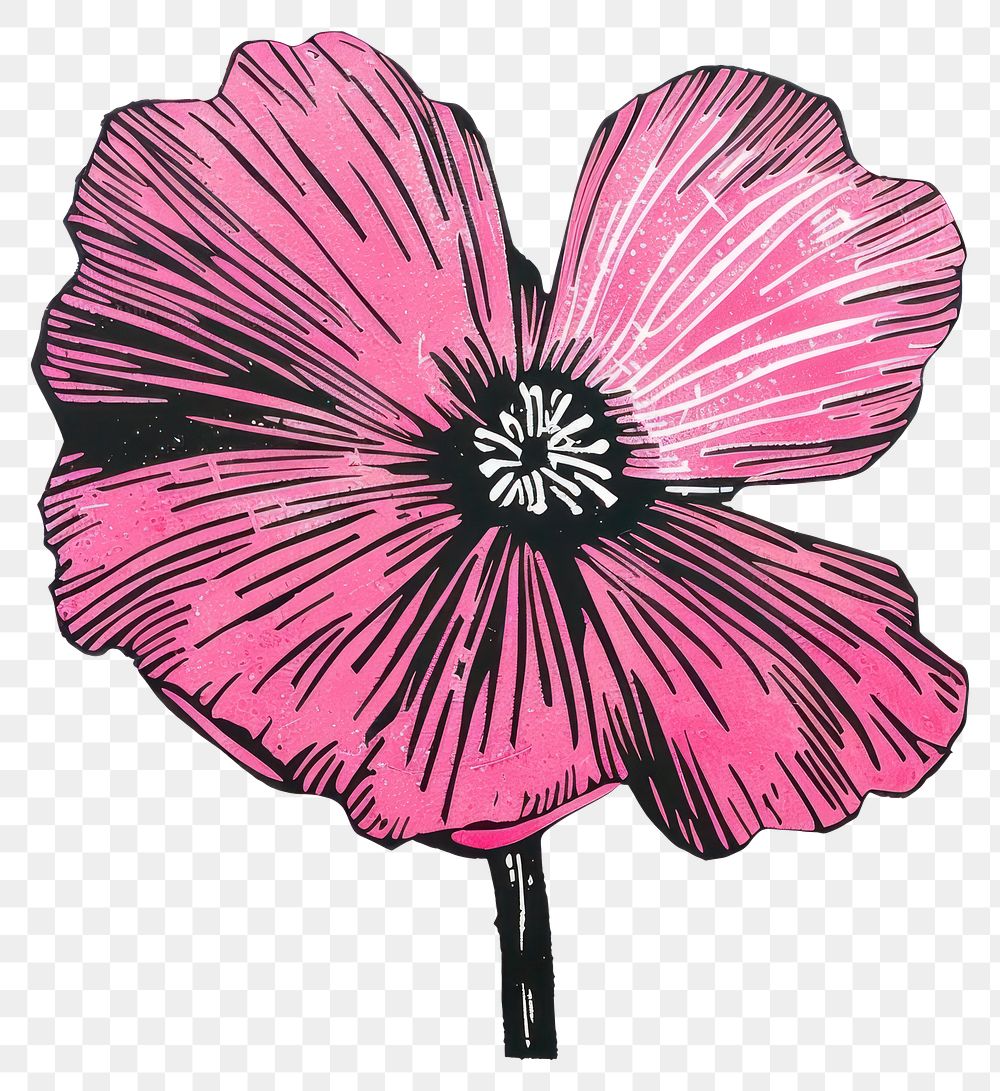PNG Pink flower hibiscus blossom anemone.