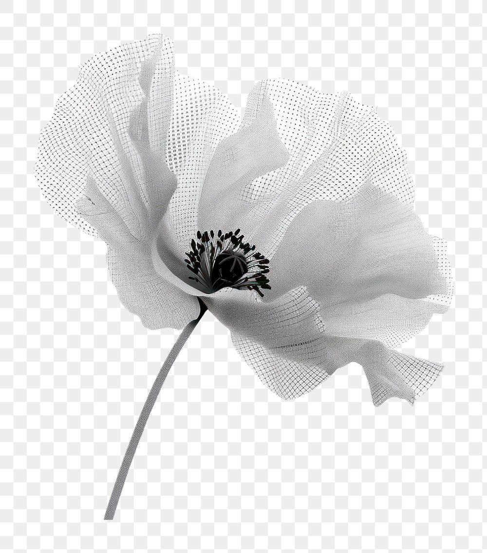 PNG Flower asteraceae anemone blossom.