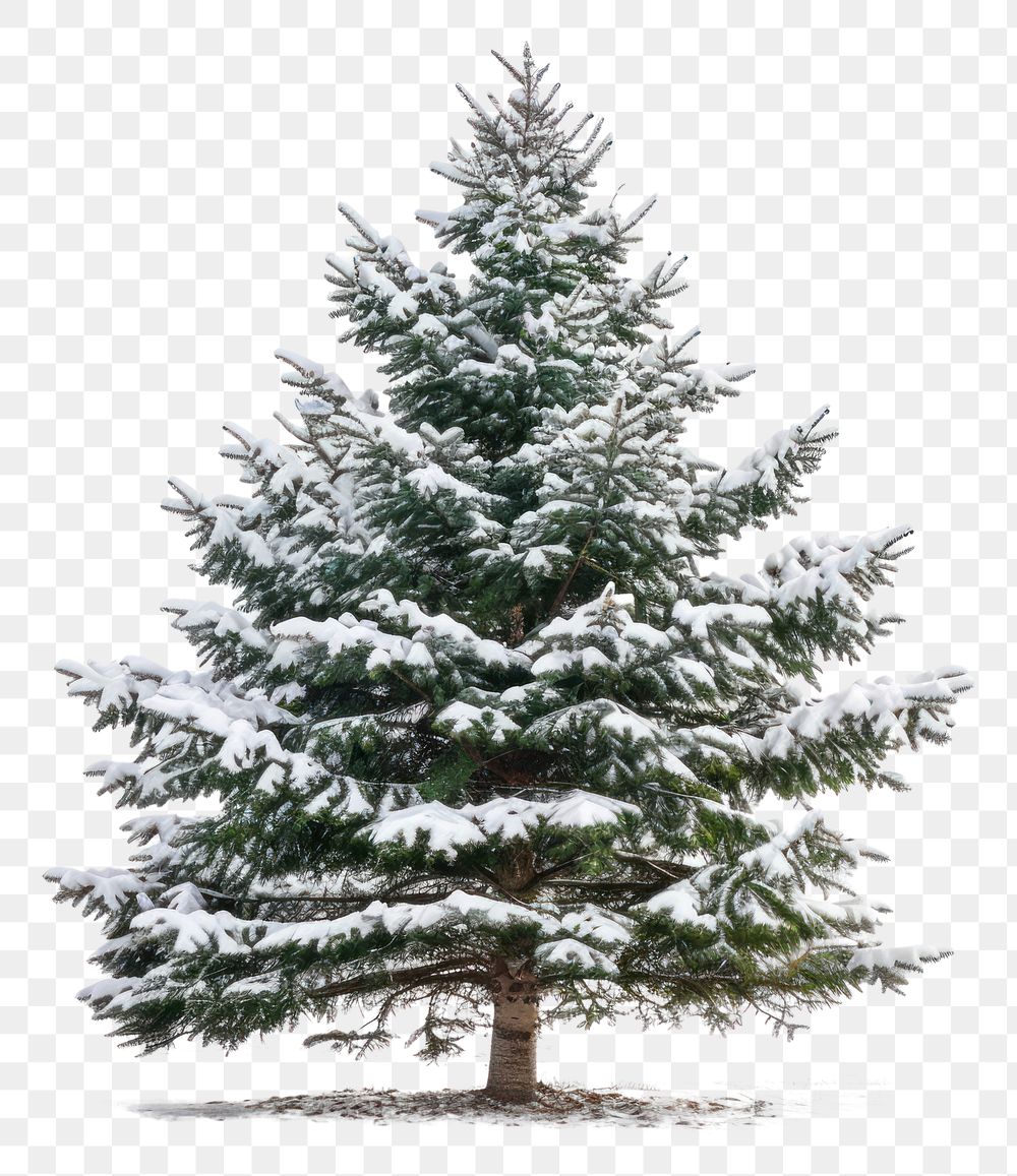 PNG Christmas tree plant white pine.