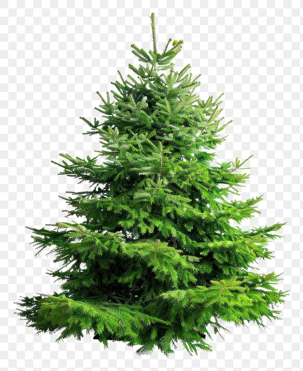 PNG Christmas tree spruce plant pine.