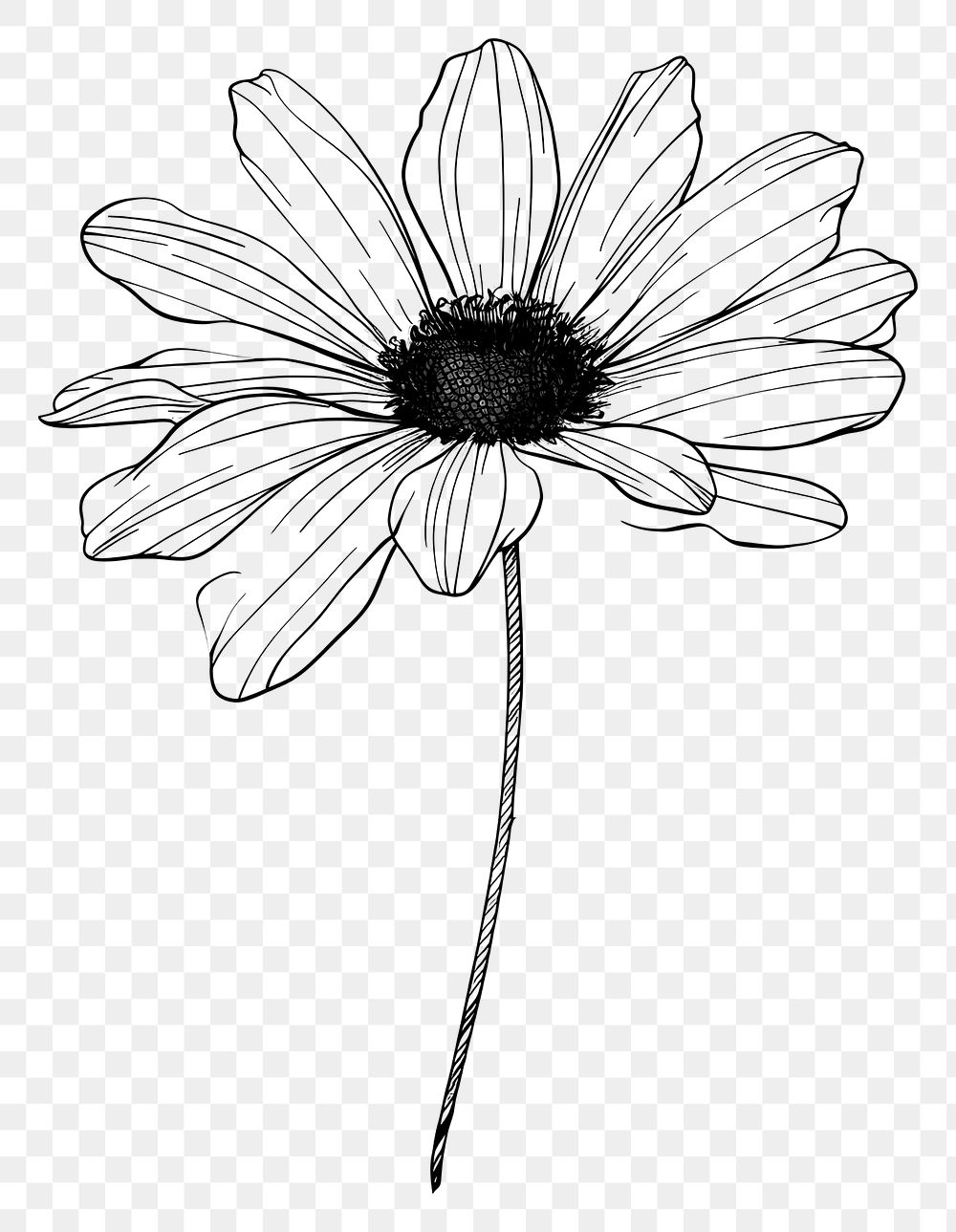 PNG Hand drawn of daisy drawing sketch monochrome