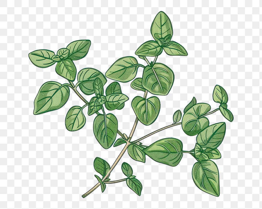 PNG Oregano flat illustration herbal plant herbs.