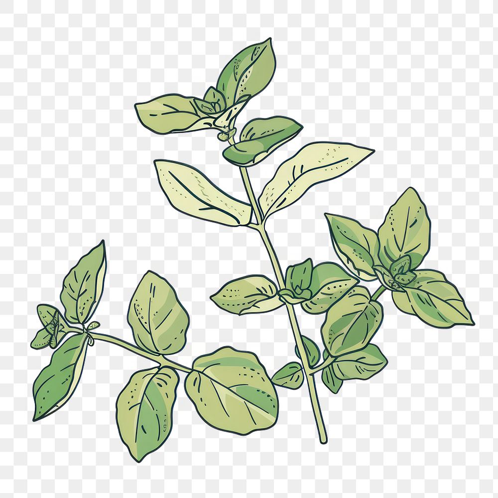 PNG Oregano plant flat illustration herbal herbs grass.