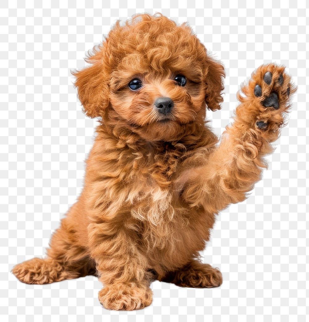 PNG  Poodle giving high five animal canine mammal.