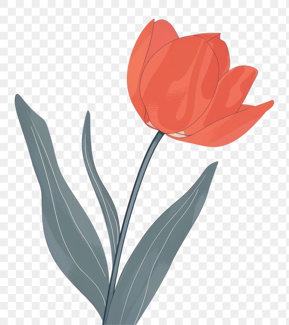 PNG Red tulip flat illustration art blossom flower.